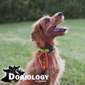 Great-value-guaranteed-Dogiology-dog-training-Brisbane