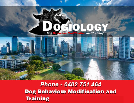 Dogiology-Behaviour-Modification-and-Training-Brisbane-by-Aline.-Dog-Training-Brisbane-and-Gold-Coast