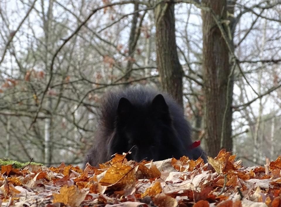 German shepherd in leaves