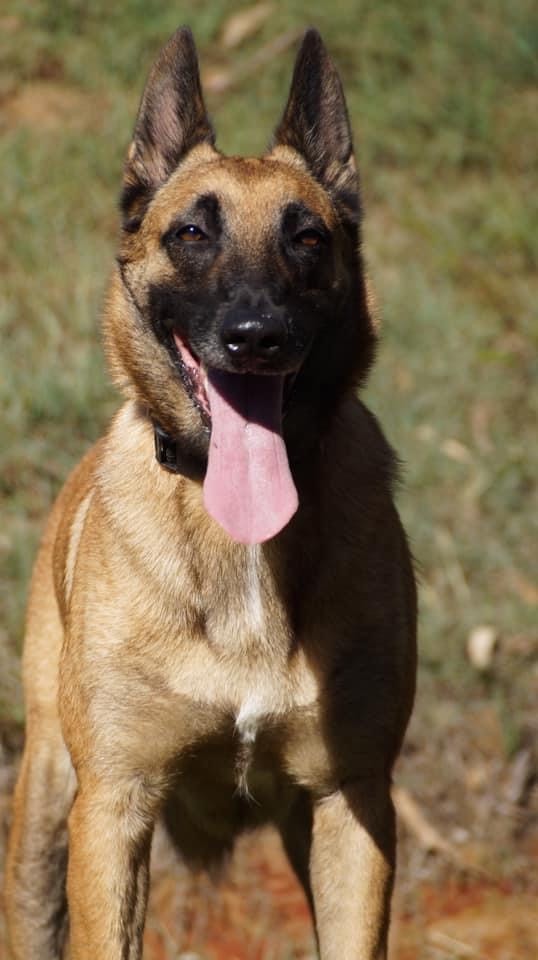 German shepherd at attention