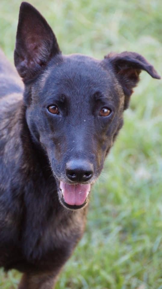 Black kelpie smiling