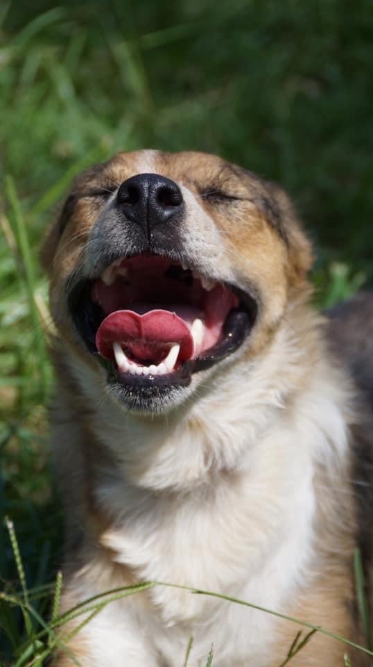 Happy dog panting