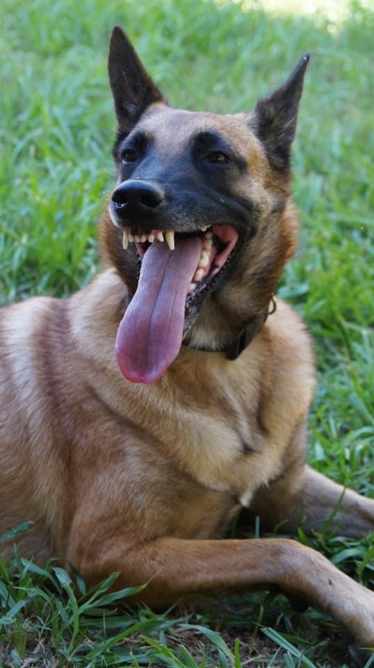 German shepherd panting