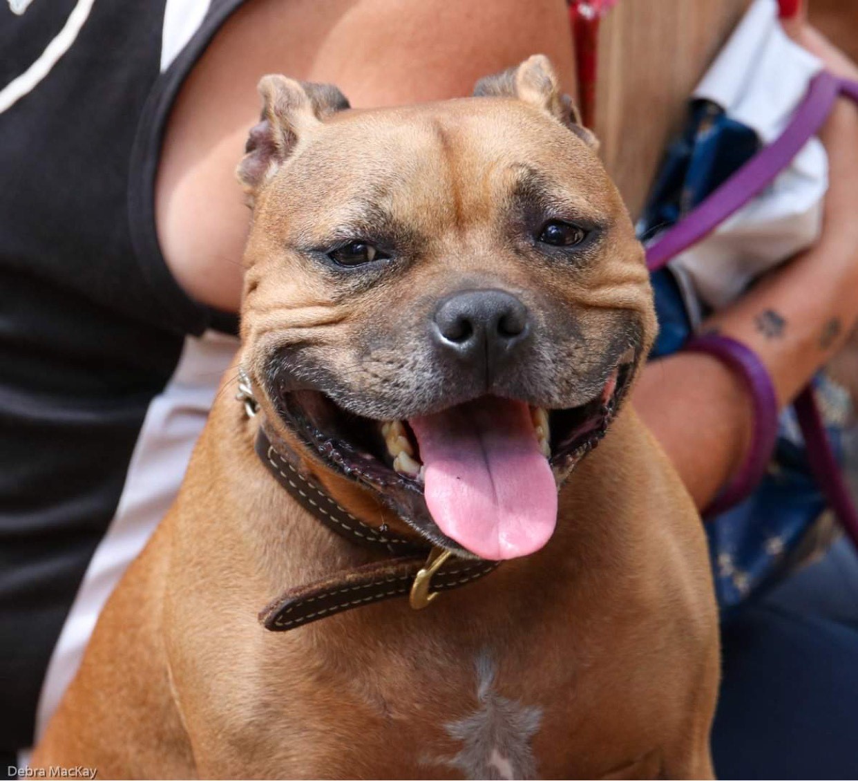 One happy Pittie