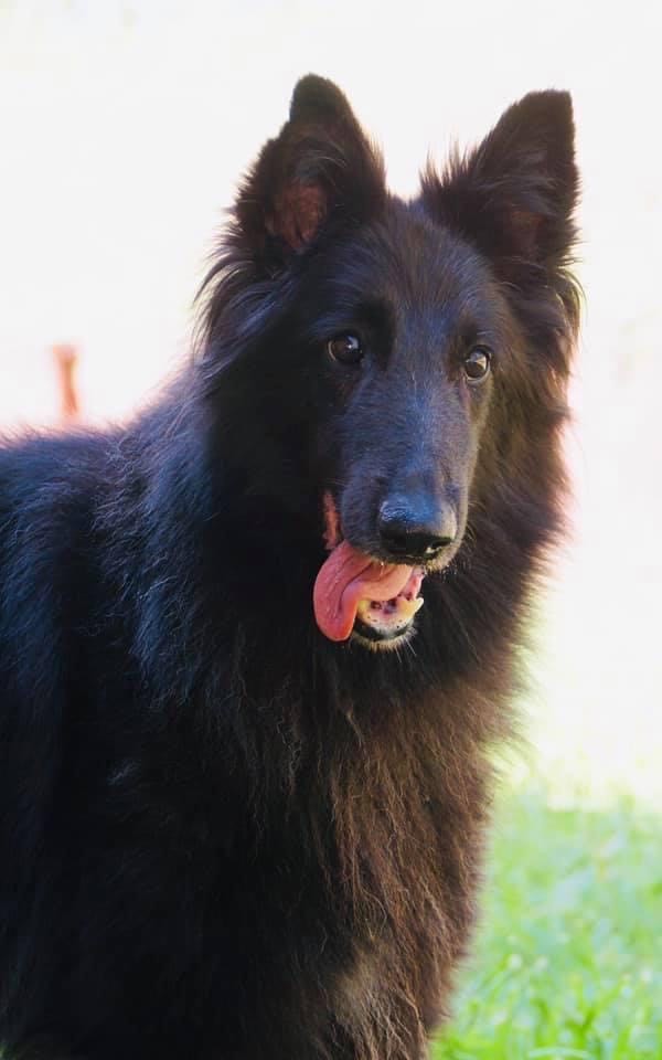 Happy German shepherd