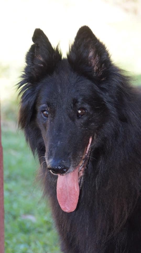 Happy black german shephard